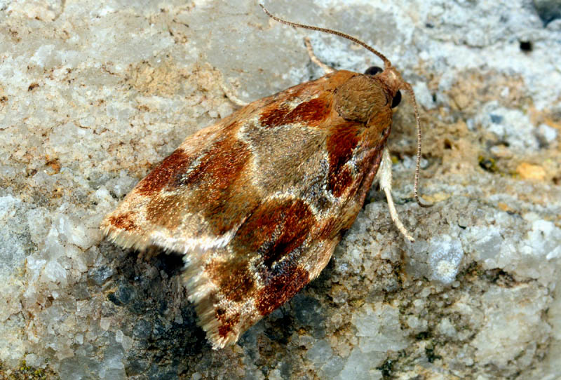 7° Tortricidae - Archips xylosteana